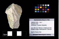 Foto (Objekt + Etikett) von Decapoda indet.  (NHMW-GEO-1990-0041-2583)